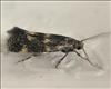 0597 (38.025) Elachista atricomella